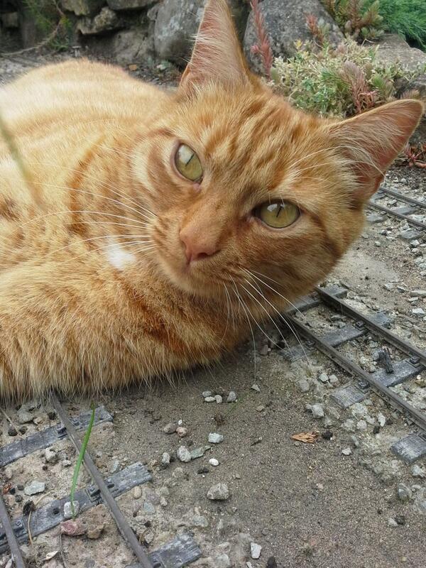 donnagocat's tweet image. Cats are much cleverer than dogs. Look how many have twitter accounts, against how many dogs? I rest my case.