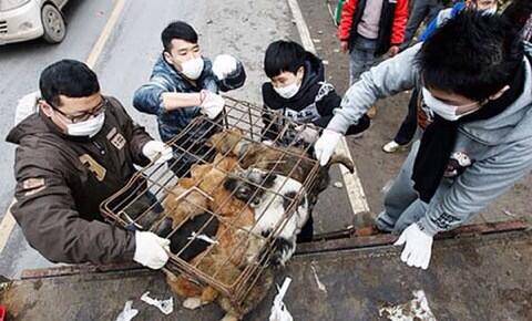 KellyLadyK's tweet image. ACTIVITIES USE SOCIAL MEDIA TO RESCUE DOGS
&quot;@Misokeiko #YulinGetDogsOffTheMenu Truck sighted; Network to rally heros http://t.co/0AASjy3Umo”