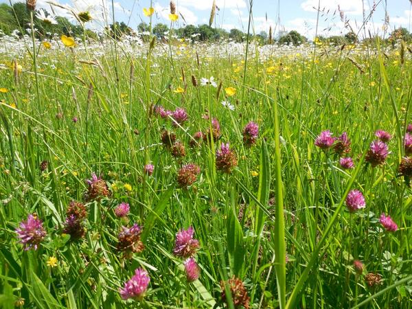 With our Wildflower Meadow Fund, we hope to create more meadows like this beautiful Hay Meadow over at Fritton.