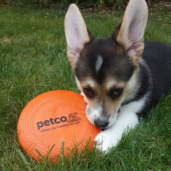 petco frisbee