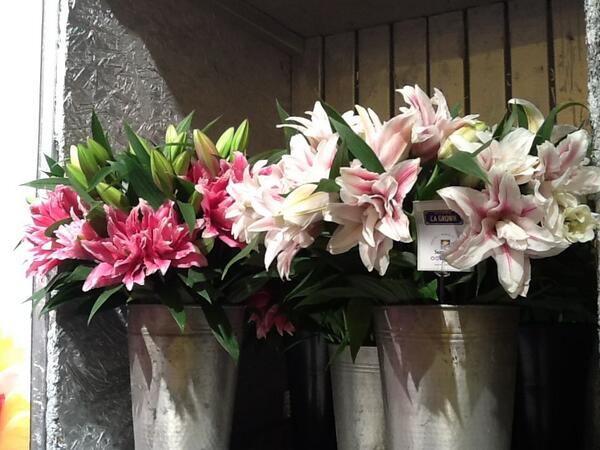 Some AMAZING #CAGrown lilies from <a href="/LilySunvalley/">Sun Valley Floral</a>! {More info about Sun Valley Floral Farms: sourcebook.superfloral.com/index.php?page…}