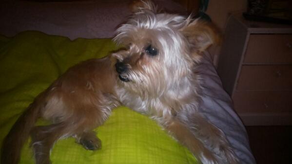 Yaiza_Ruiz's tweet photo. Me he encontrado a este perro (macho) en la mejostilla, en la urbanizacion Gredos, buscamos a su dueño. RT http://t.co/RU7o7o9r1N