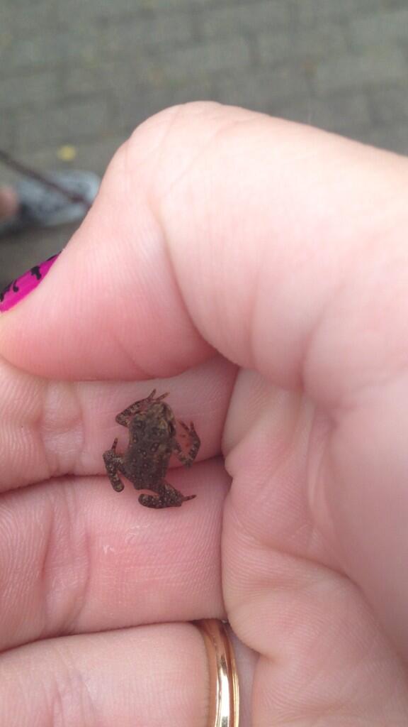 MackenzieTooth's tweet photo. Made friends in my yard after the rain 🐸. #toads http://t.co/KbGYaTdcST