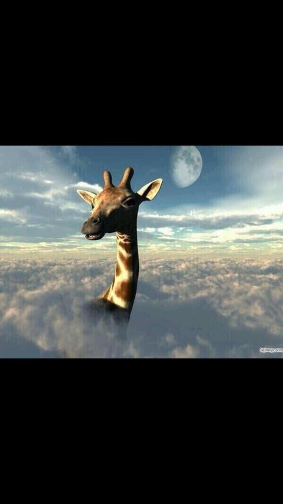 Getonfleek's tweet image. When u wake n bake with ur giraffe homies