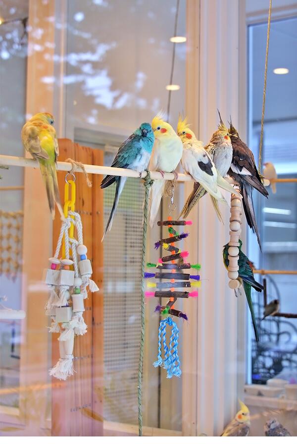 Pico Pico Cafe 吉祥寺は動物カフェのバリエーションが豊富でイイね Rt Kichijoji Ziinz ことり カフェ吉祥寺 鳥カフェ 6 22オープン 三鷹の森ジブリ美術館前 Http T Co Gh0ywl2kp9