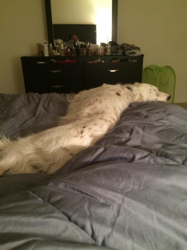 nursebree's tweet photo. I guess it has ALWAYS been his bed when he is in it GAWD!!! http://t.co/TvULbo7KYP