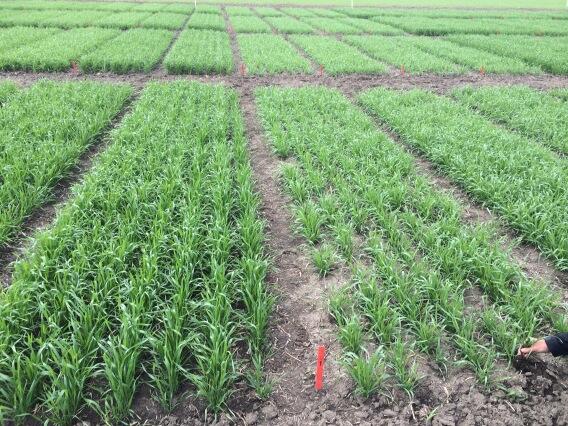 carmanfarmer's tweet image. It's not field size, but look at the treated wheat on the left, vs untreated on the right #BOOM #CruiserMaxxVibrance