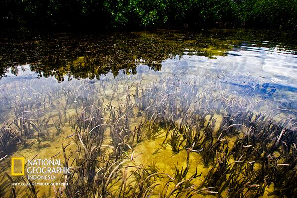 NGIndonesia's tweet photo. Lamun, ekosistem laut dangkal yg jadi habitat dan sumber makanan aneka biota laut. @rsumayku http://t.co/m04RykNACt http://t.co/9TVt90iVaS
