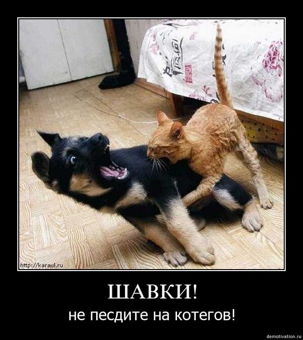 Наши питомцы похожи на нас