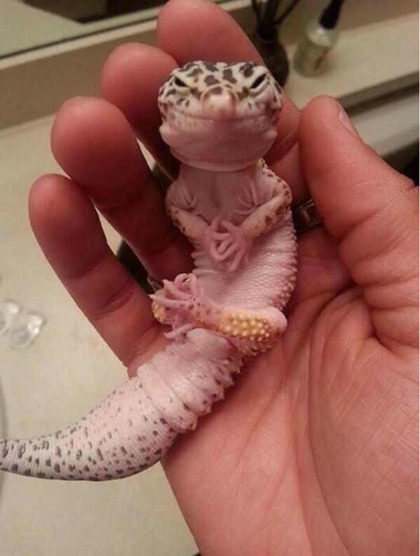 This lizard looks like he just finished hatching a plan to take over the world