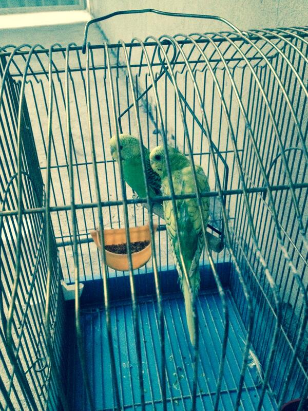 SBulcs's tweet image. 