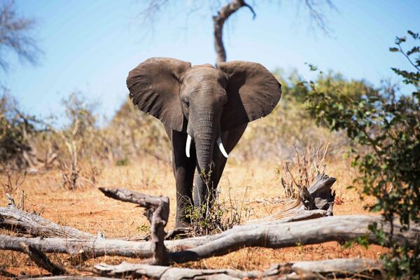 #Zimbabwe as #safari destination? Yes! Read this: thetravelmagazine.net/i-4987--zimbab… cc <a href="/zimparks/">Zimparks</a> <a href="/ChiloGorge/">Chilo Gorge</a> <a href="/vicfallsbig5/">Stanley&Livingstone</a>