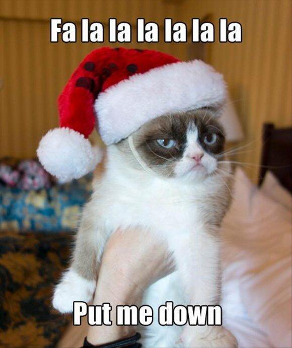 grumpy__cats's tweet photo. 「ジングルベール　ジングルベール　じゃねえよ降ろせよ」 https://t.co/8b4TrJs8mk #grumpycat  #グランピーキャット