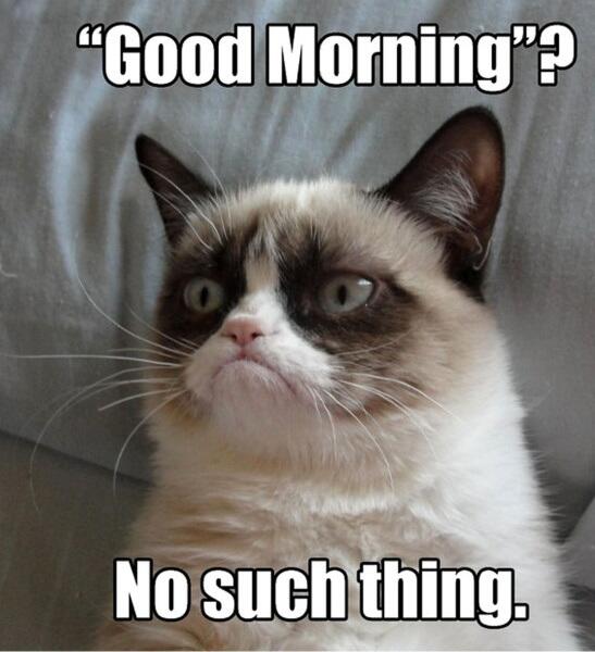 grumpy__cats's tweet photo. 「“グッドモーニング”（いい朝）？　そんなもんねぇんだよ」 https://t.co/2Q6OEn2Er2 #grumpycat  #グランピーキャット