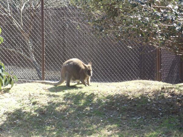 Catmay468's tweet image. Another pic from the zoo that I just discovered.