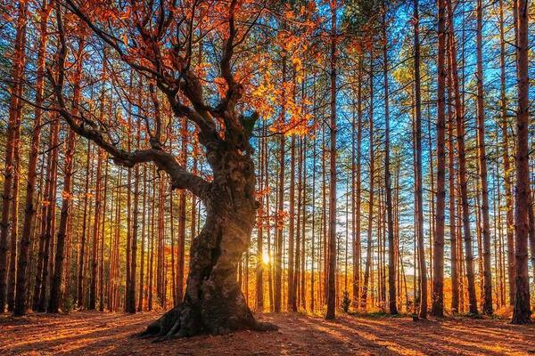 Gabriele_Corno's tweet image. The King Of the Forest by Evgeni Dinev