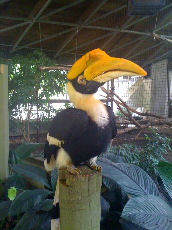 tozookeepers's tweet photo. From 2008, #throwbackthursday Great Indian #hornbill Asha. She's 47 yrs old now &amp; lives in our Indo section @ the zoo http://t.co/7nuuNLxaDq