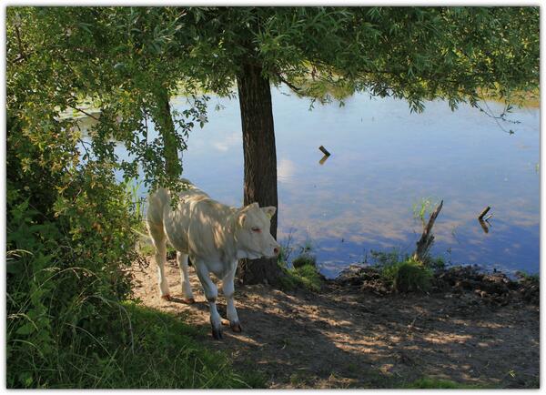 HelloCows's tweet photo. What a beautiful picture Anne! @cirkeldernatuur Where was it taken?  RT: @HelloCows http://t.co/0PFKXKnSS2"