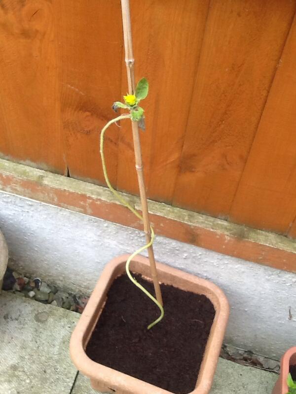 Our <a href="/Go_Tots/">Go Tots</a> sunflower has now gone outside!