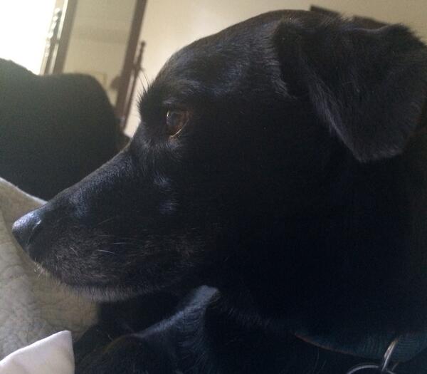 Just waking up for another day of work. Now for my morning treats. #PetsAtWork