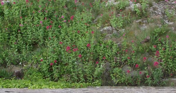 NTlindisfarne's tweet photo. Spot the kestrels... http://t.co/jijP9ZVUSZ