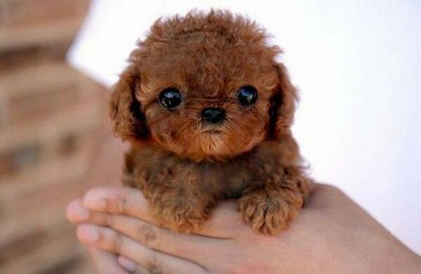 kharkovs's tweet photo. Классная моська ) http://t.co/7TqaYcrwS1