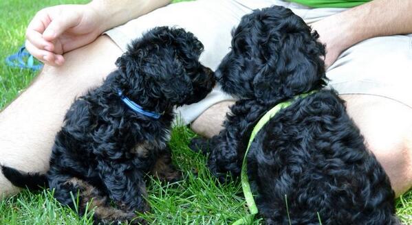 KadoKares's tweet image. #tbt My brother &amp;amp; I reunited after my owner's sister adopted him #brotherlylove #kadokares @iLoveDogsInc @caninenews