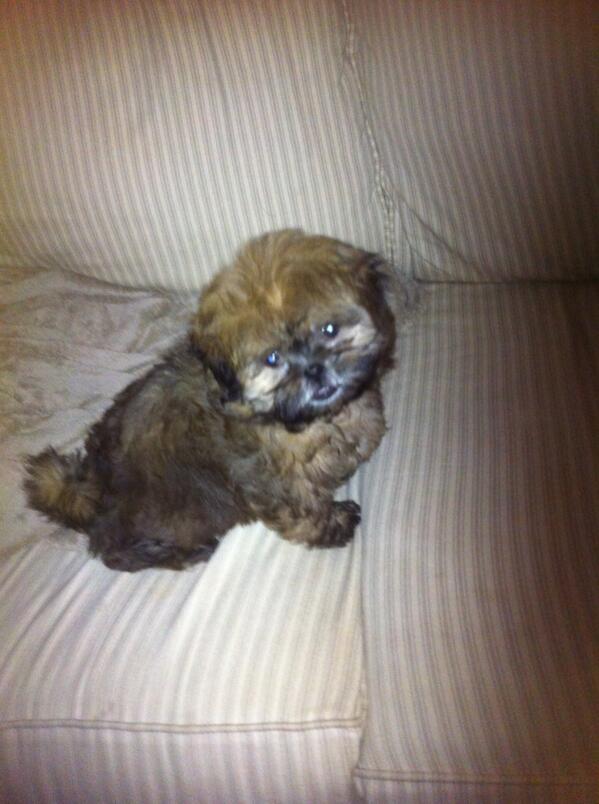 WilleLog's tweet photo. This puppy tho😍 http://t.co/5PwJaJ042e