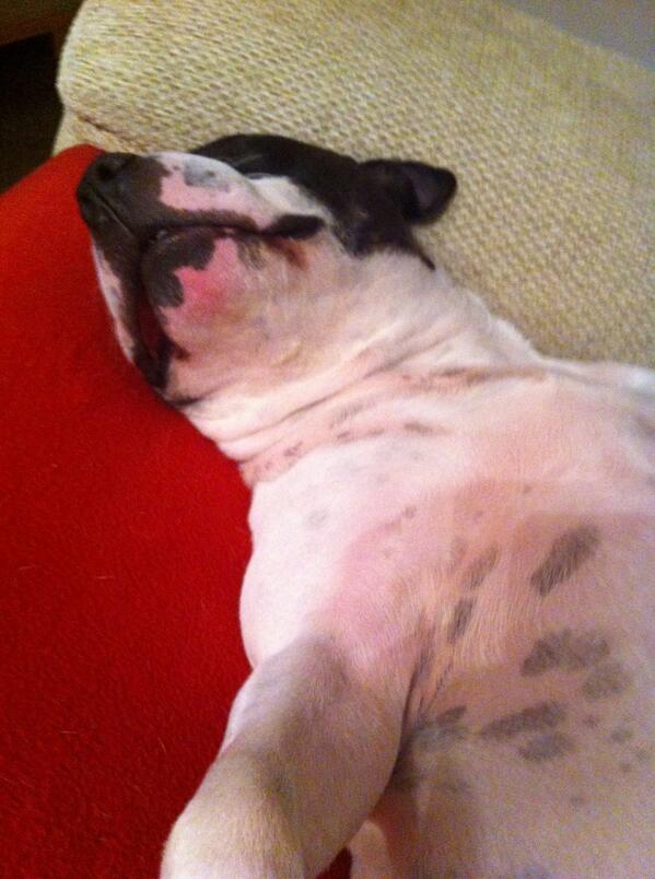 SteveBarracudda's tweet photo. @malkster76 it's a hard life lol#staffies http://t.co/156qUqoZBU