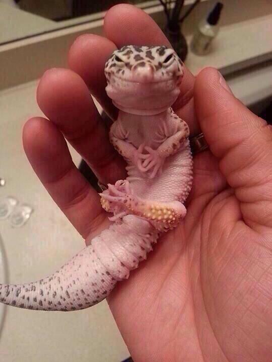 This lizard looks like he's just hatched a plan to take over the world