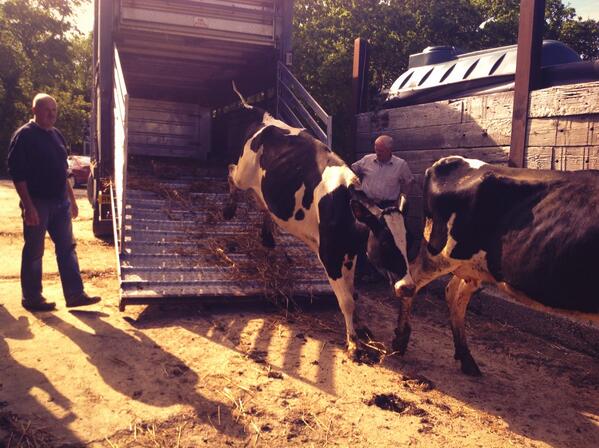 LouJHart's tweet image. Three Gates Farm waited nearly a year for the cows to come home #backinbusiness #lelyrobot #teamdairy