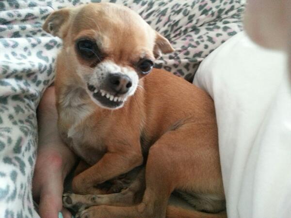Poochique's tweet photo. Gladys isn't happy with the half time result! #ComeOnEngland http://t.co/5IpSCtFqU3