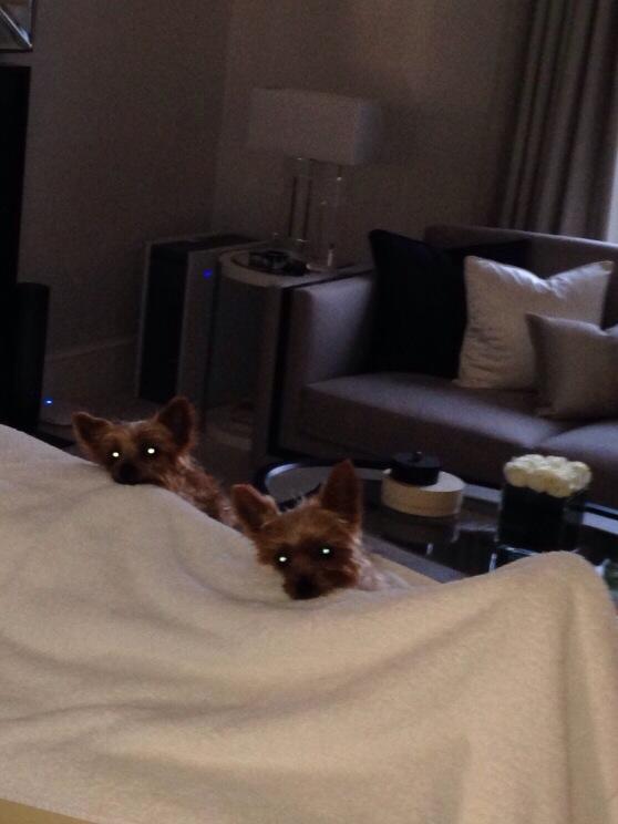SimonCowell's tweet image. My dogs have turned into vampires