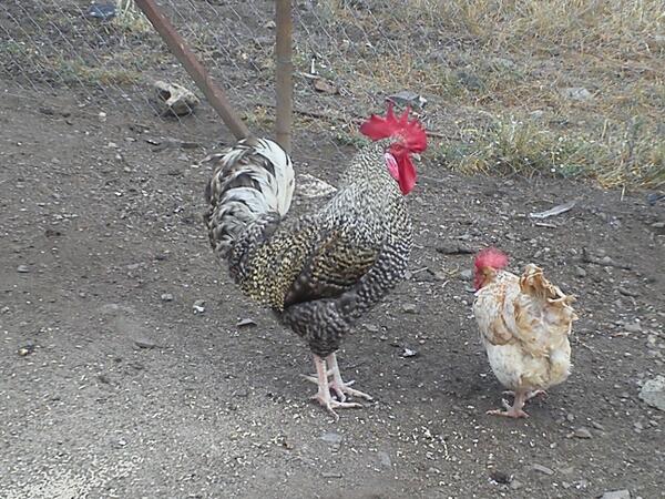 Venta de huevos. Raza jaba autóctona. 6 euros docena piso garantizado