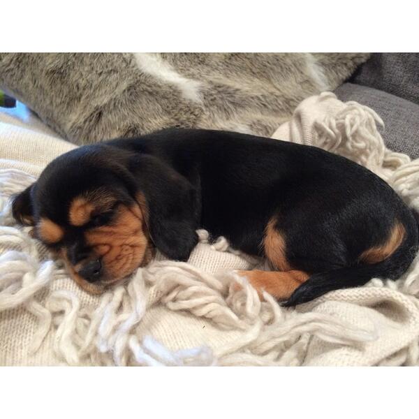 DaniandDan's tweet photo. The new little lady in our house... #olivejune #hazelisbesotted #beaglier #doubletrouble http://t.co/UdbYPzHr0J