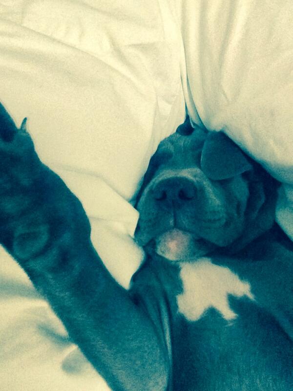 She's got her ears over her eyes to sleep but she's expecting to be on the midday news. Puppy's world view