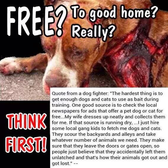 johnny20201's tweet image. PLZ READ &amp;amp; RT! #DogFighters USE THESE METHODS 2 GET ANIMALS 2 USE AS #BAIT &amp;amp; #FIGHTING &amp;amp; IT CAN HAPPEN 2 UR PET!!