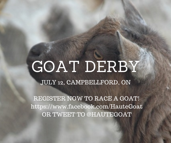 HauteGoat's tweet image. Our Goats Are Racing at the #IncredibleEdibles Fest July 12 in Cambellford! Come and Be a Handler! #GoatFun