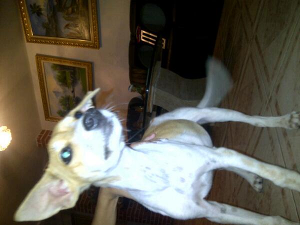 andreac03501842's tweet photo. Bb en adopcion. 04120650291 http://t.co/J2JPUDJk77