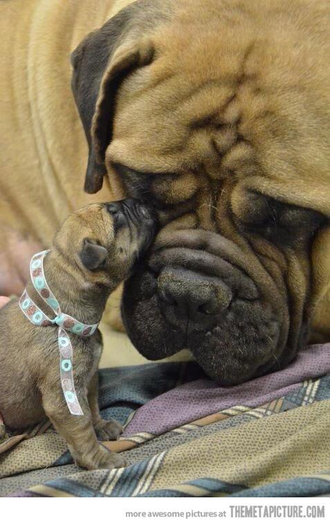 Words can't even describe how #adorable this is! #bullmastiff #love #puppy
