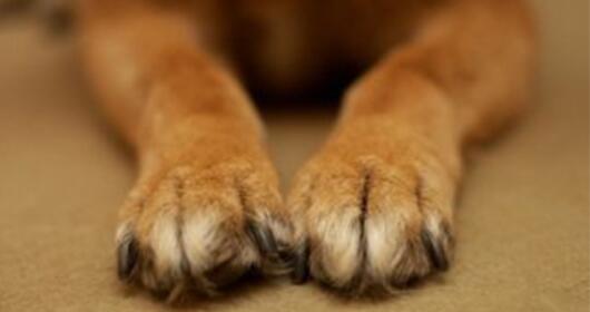 indogspot's tweet image. #DogCare: #Foreignobjects can become lodged in your dog’s pads. Check regularly between toes.