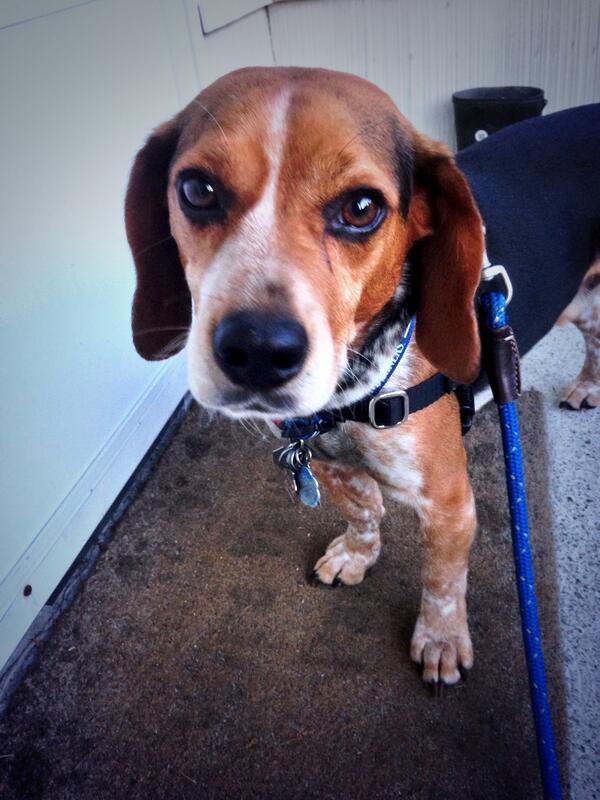 MurphyBeagle's tweet photo. Sporting my new @Mariners collar and #WonderWalker harness. Complimentary colors. http://t.co/TkKyrJUJ2w