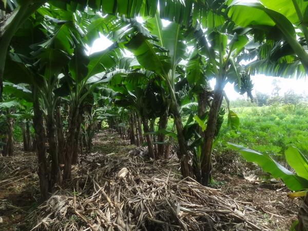 ADS-Western Region tweet media