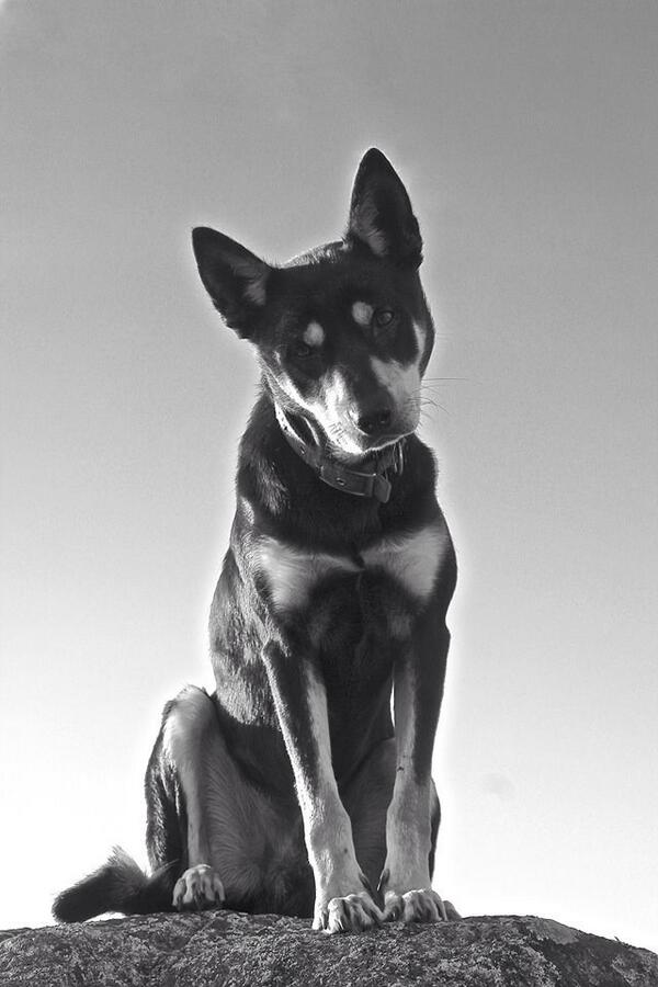 ArchibaldMandy's tweet photo. A portrait of Zip... Best sheep dog ever http://t.co/osXKQ8glih
