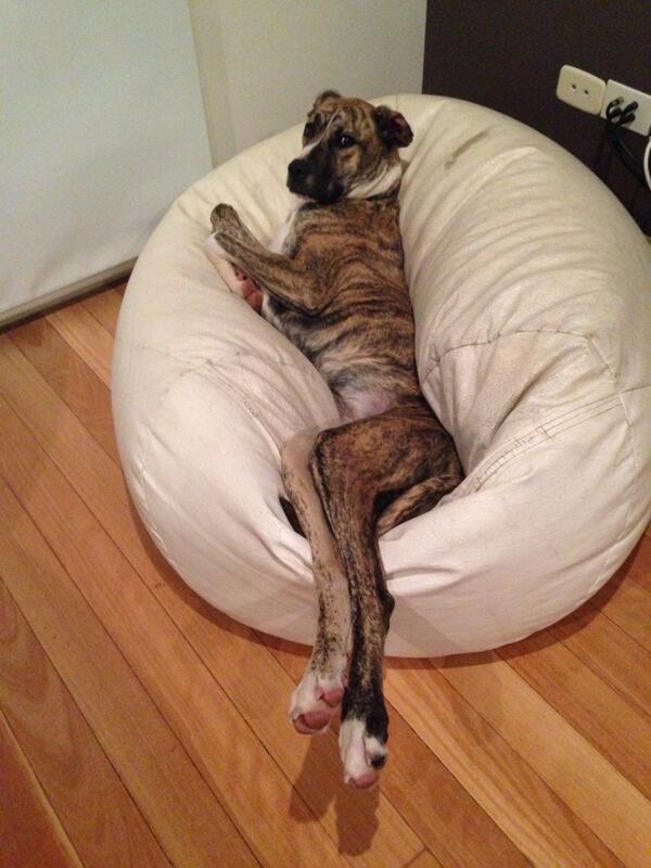 jmort77's tweet photo. @KJ158 Geez it's tough being our dog #hasherownbeanbag #toughlife #smokeandapancake http://t.co/faCRPFEMPG