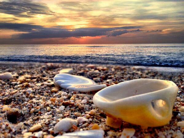 FtLauderdaleSun's tweet photo. Shoreshell repose. http://t.co/SJmbUr0wXj