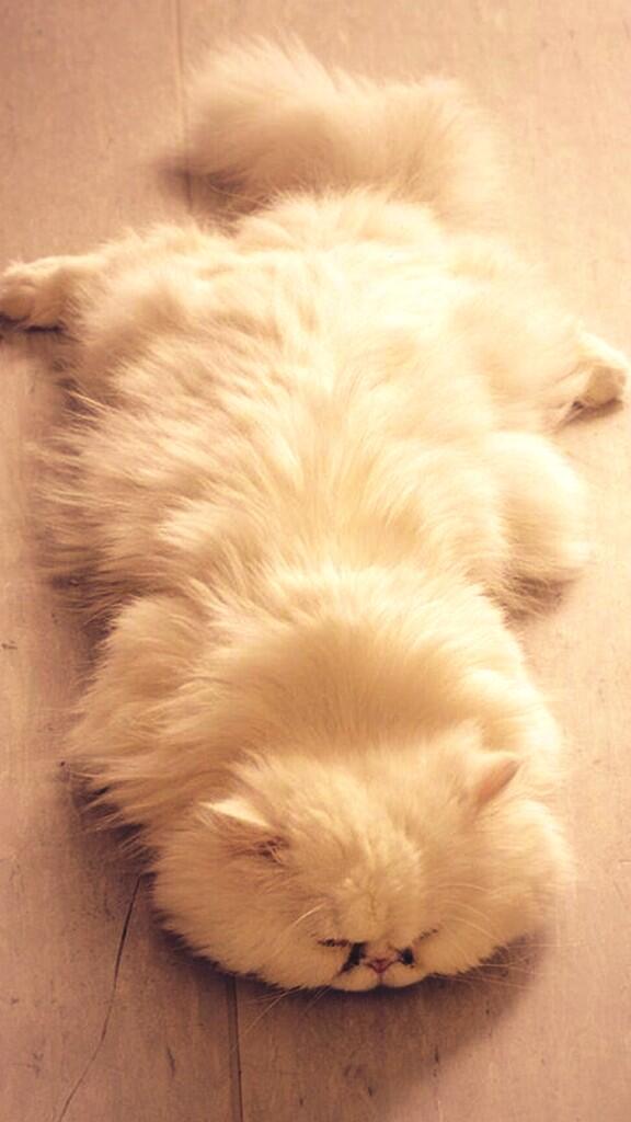 He likes pretending to be a rug