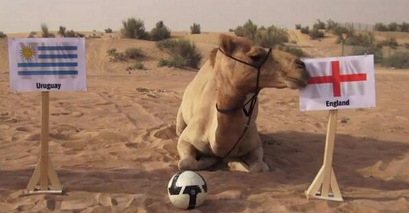 YogiKrisnanda's tweet photo. Beleh beleh asem "@SportHumour: Blame that f*cking camel! http://t.co/fXzICN5SPB"