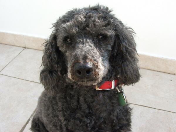 stolenandstray's tweet photo. @Halifax_RLFC #Lost #Halifax Town Centre having slipped collar. Terrified. Miniature #Poodle. Please RT as urgent. http://t.co/l2SnEO9XLl