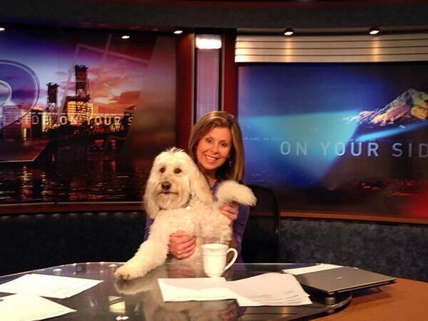 KATUNews's tweet photo. It's Take Your Dog to Work Day! Tweet us your dog photos with the #LiveonK2 hashtag. http://t.co/lLdok6KtlH
